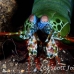 shrimp_mantis_peacock_bhr_tam_h_0618_bal6575.jpg